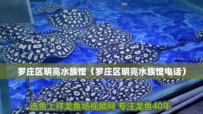 羅莊區明亮水族館（羅莊區明亮水族館電話）