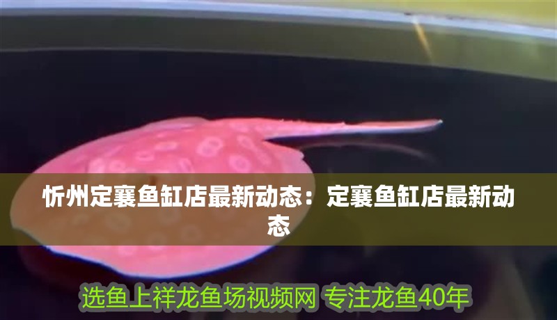 魚(yú)缸過(guò)濾器選購(gòu)指南:自制魚(yú)缸過(guò)濾器魚(yú)缸上置過(guò)濾器對(duì)于養(yǎng)魚(yú)愛(ài)好者的必備知識(shí) 忻州定襄魚(yú)缸店最新動(dòng)態(tài):定襄魚(yú)缸店最新動(dòng)態(tài) 魚(yú)缸百科 忻州定襄魚(yú)缸店最新動(dòng)態(tài):定襄魚(yú)缸店最新動(dòng)態(tài) 忻州定襄魚(yú)缸店最新動(dòng)態(tài):定襄魚(yú)缸店最新動(dòng)態(tài) 魚(yú)缸百科