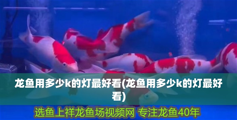 龍魚用多少k的燈最好看(龍魚用多少k的燈最好看)