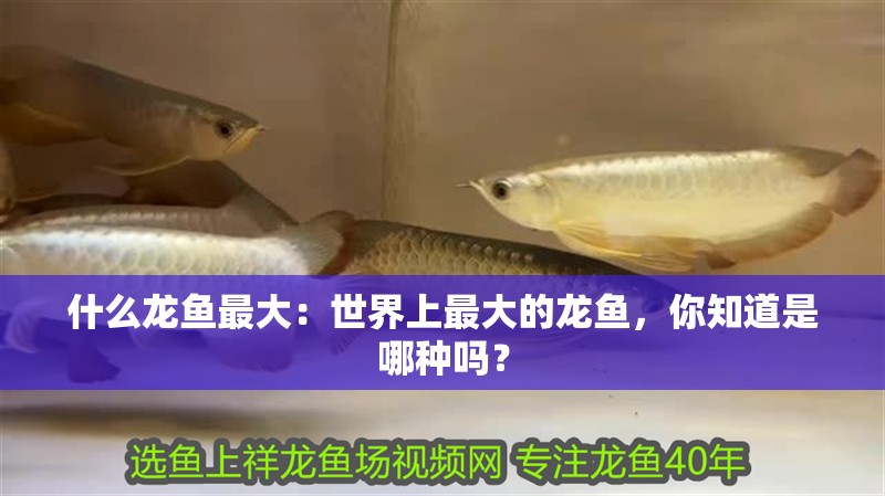 什么龍魚最大：世界上最大的龍魚，你知道是哪種嗎？