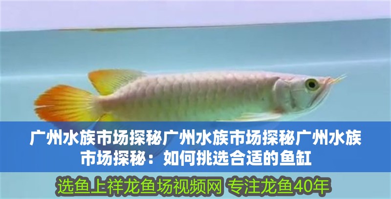 廣州水族市場探秘廣州水族市場探秘廣州水族市場探秘：如何挑選合適的魚缸