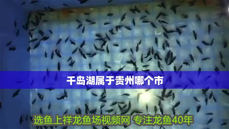 千島湖屬于貴州哪個(gè)市 千島湖屬于貴州哪個(gè)市 龍魚論壇