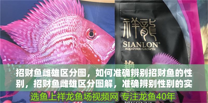 招財魚雌雄區分圖，如何準確辨別招財魚的性別，招財魚雌雄區分圖解，準確辨別性別的實用方法