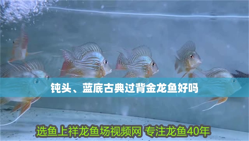 鈍頭、藍底古典過背金龍魚好嗎