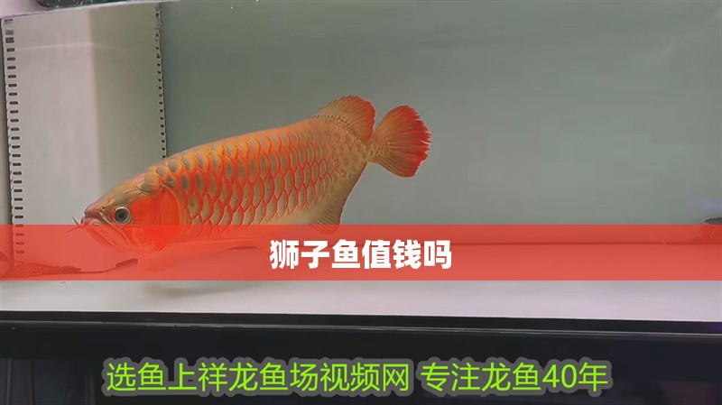 獅子魚值錢嗎 獅子魚值錢嗎 龍魚論壇