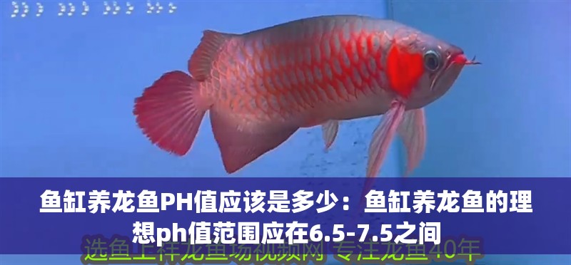魚缸養龍魚PH值應該是多少：魚缸養龍魚的理想ph值范圍應在6.5-7.5之間