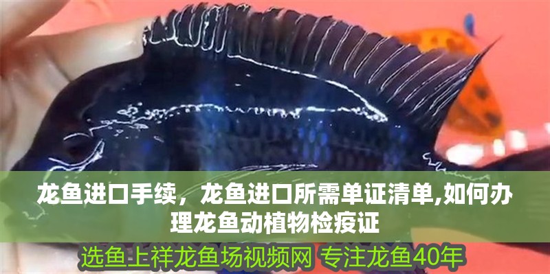 龍魚進口手續，龍魚進口所需單證清單,如何辦理龍魚動植物檢疫證