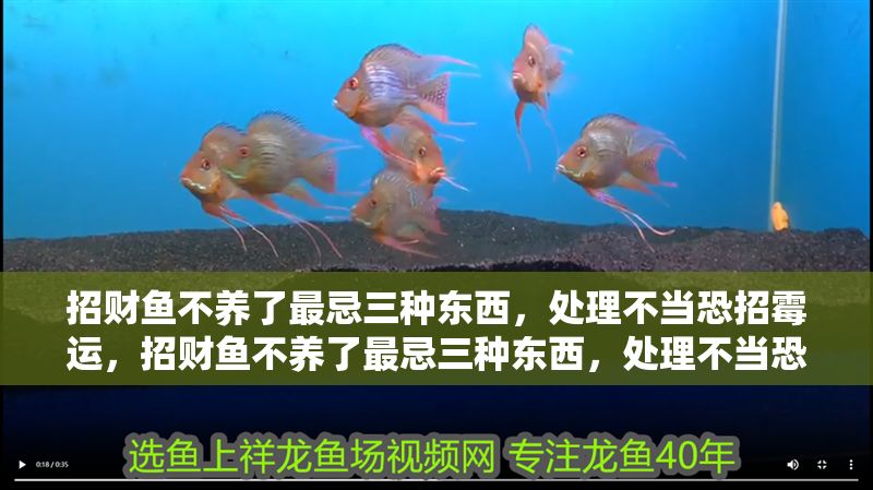 招財魚不養了最忌三種東西，處理不當恐招霉運，招財魚不養了最忌三種東西，處理不當恐招霉運