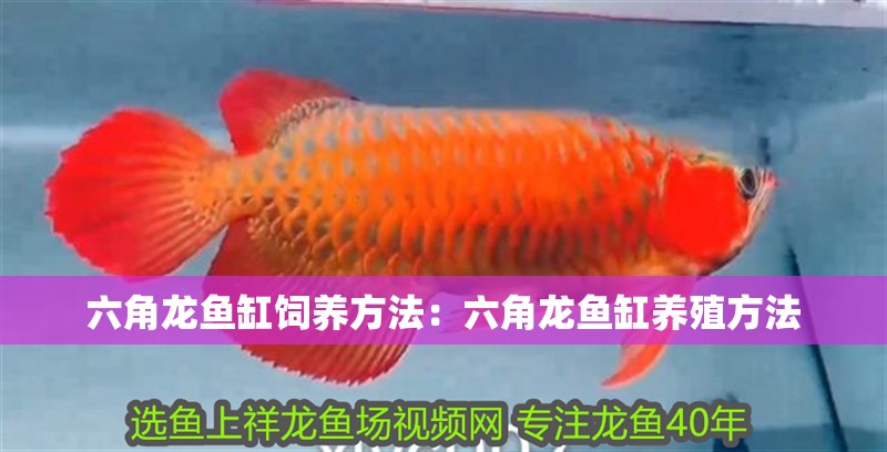 六角龍魚缸飼養(yǎng)方法：六角龍魚缸養(yǎng)殖方法