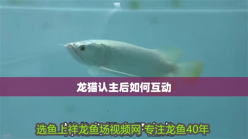 龍貓認(rèn)主后如何互動