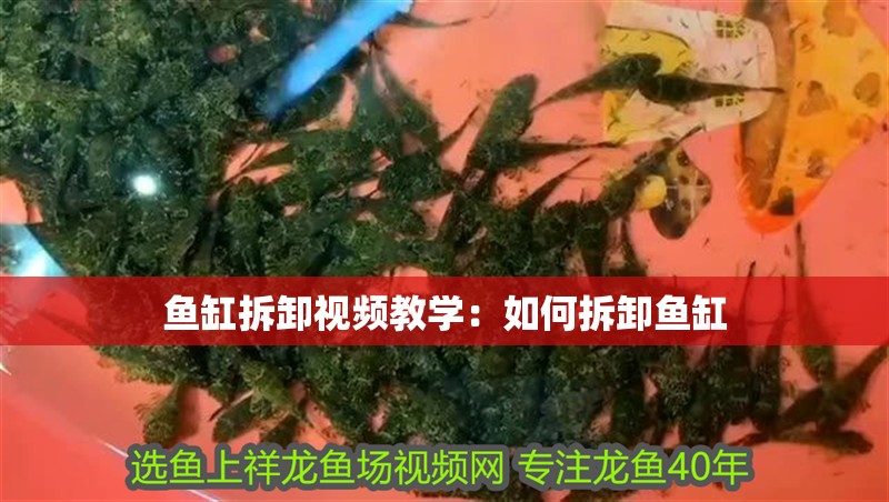 魚缸拆卸視頻教學：如何拆卸魚缸