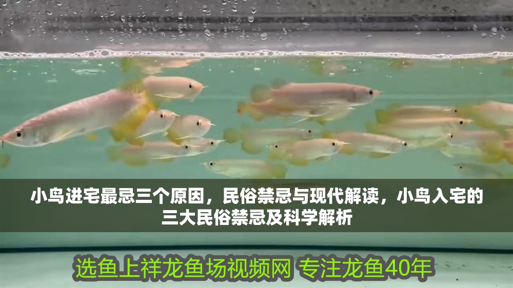 小鳥進宅最忌三個原因，民俗禁忌與現代解讀，小鳥入宅的三大民俗禁忌及科學解析