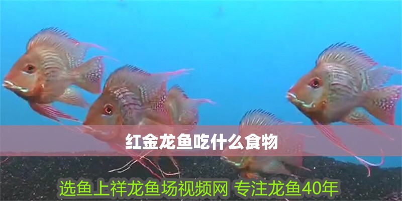 紅金龍魚吃什么食物