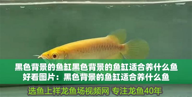 黑色背景的魚缸黑色背景的魚缸適合養(yǎng)什么魚好看圖片：黑色背景的魚缸適合養(yǎng)什么魚 黑色背景的魚缸黑色背景的魚缸適合養(yǎng)什么魚好看圖片：黑色背景的魚缸適合養(yǎng)什么魚 魚缸百科