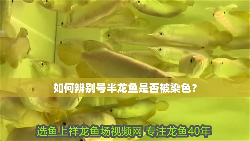 如何辨別號半龍魚是否被染色？