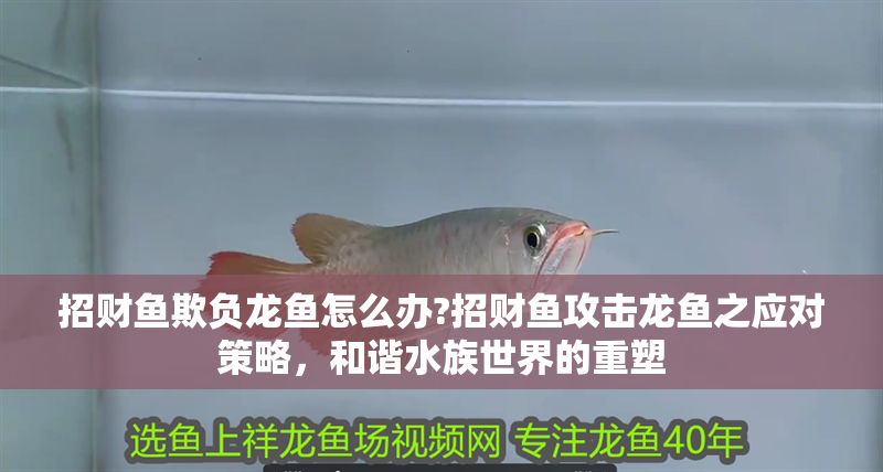 招財魚欺負龍魚怎么辦?招財魚攻擊龍魚之應對策略，和諧水族世界的重塑
