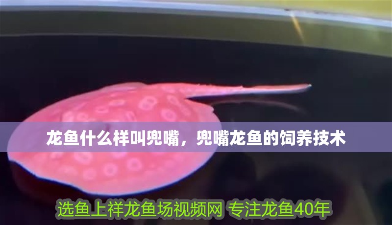 龍魚什么樣叫兜嘴，兜嘴龍魚的飼養技術