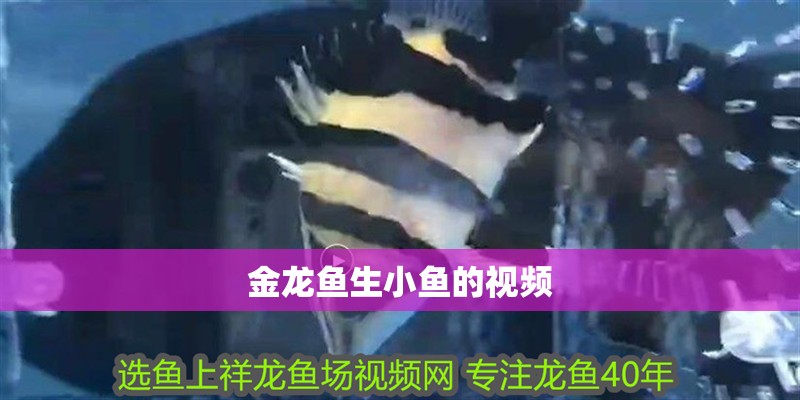 金龍魚生小魚的視頻