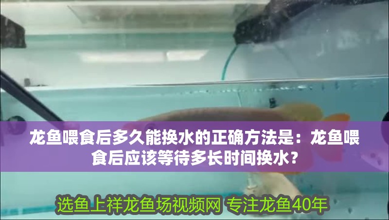 龍魚喂食后多久能換水的正確方法是：龍魚喂食后應該等待多長時間換水？