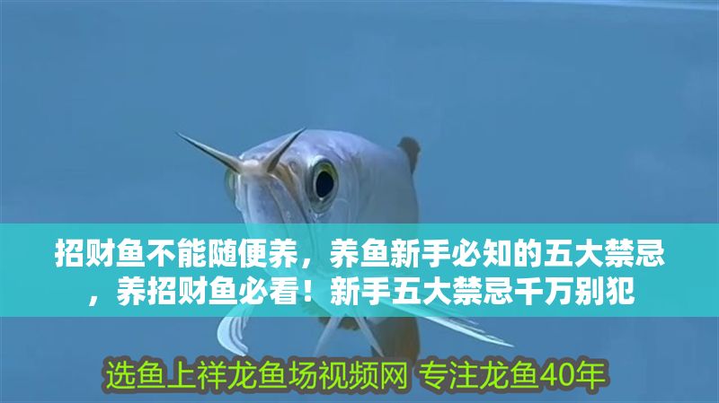 招財(cái)魚不能隨便養(yǎng)，養(yǎng)魚新手必知的五大禁忌，養(yǎng)招財(cái)魚必看！新手五大禁忌千萬(wàn)別犯