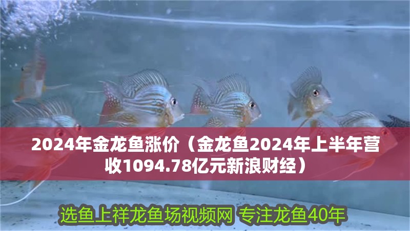 2024年金龍魚漲價（金龍魚2024年上半年營收1094.78億元新浪財經）