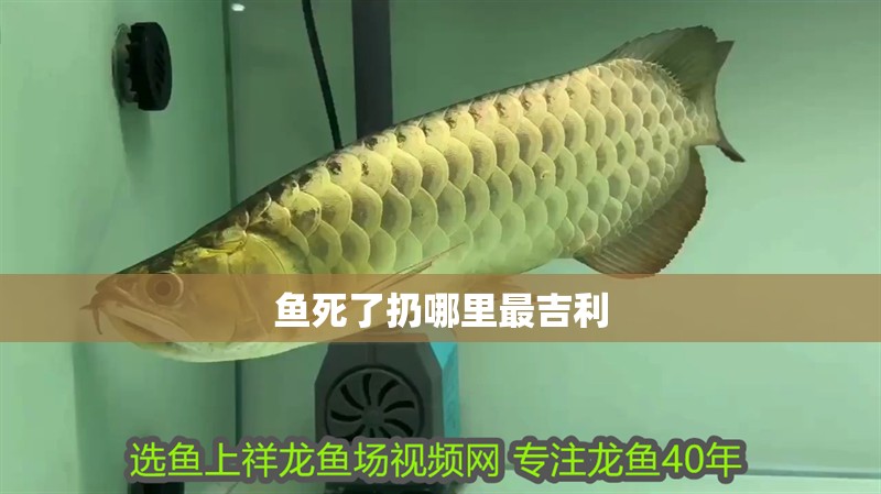魚死了扔哪里最吉利 魚死了扔哪里最吉利 龍魚論壇