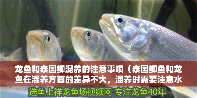 龍魚和泰國鯽混養(yǎng)的注意事項（泰國鯽魚和龍魚在混養(yǎng)方面的差異不大，混養(yǎng)時需要注意水質(zhì)管理）