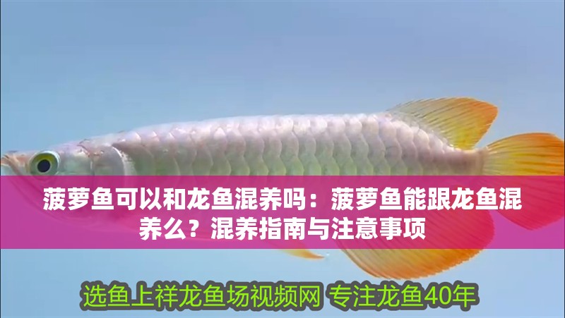 菠蘿魚可以和龍魚混養嗎：菠蘿魚能跟龍魚混養么？混養指南與注意事項
