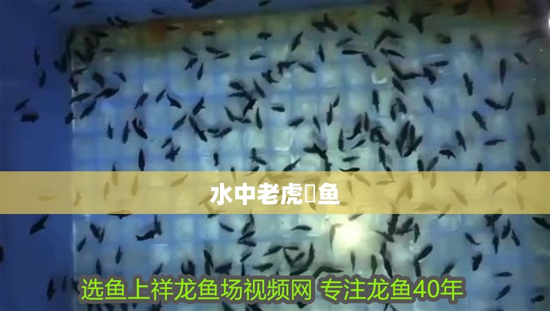 水中老虎鳡魚