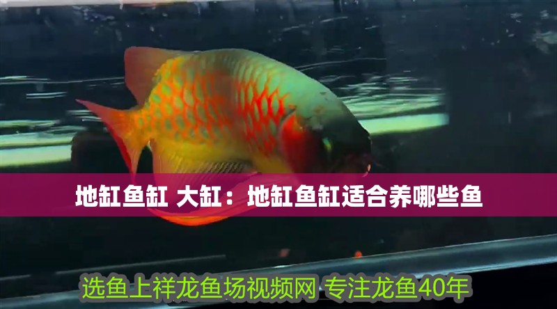 地缸魚缸 大缸：地缸魚缸適合養哪些魚