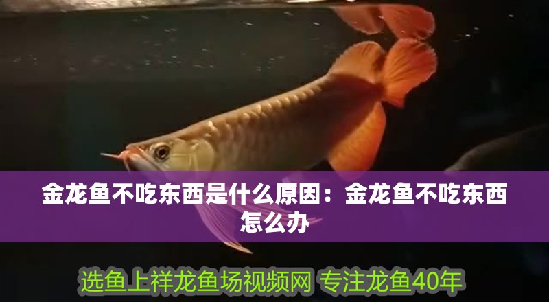 金龍魚不吃東西是什么原因：金龍魚不吃東西怎么辦