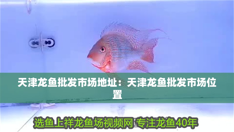 天津龍魚批發市場地址：天津龍魚批發市場位置