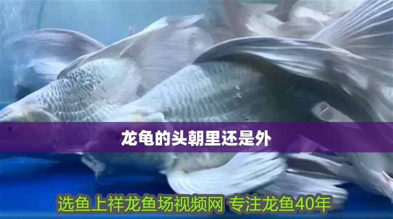 龍龜的頭朝里還是外