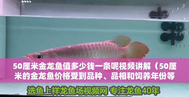 50厘米金龍魚值多少錢一條呢視頻講解（50厘米的金龍魚價(jià)格受到品種、品相和飼養(yǎng)年份等因素影響）