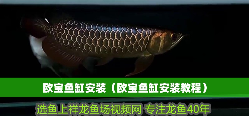 我的虎魚真菌感染了要怎么處理 歐寶魚缸安裝(歐寶魚缸安裝教程) 魚缸百科 歐寶魚缸安裝(歐寶魚缸安裝教程) 歐寶魚缸安裝(歐寶魚缸安裝教程) 魚缸百科