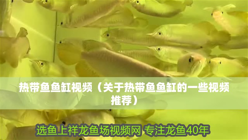 熱帶魚(yú)魚(yú)缸視頻（關(guān)于熱帶魚(yú)魚(yú)缸的一些視頻推薦）