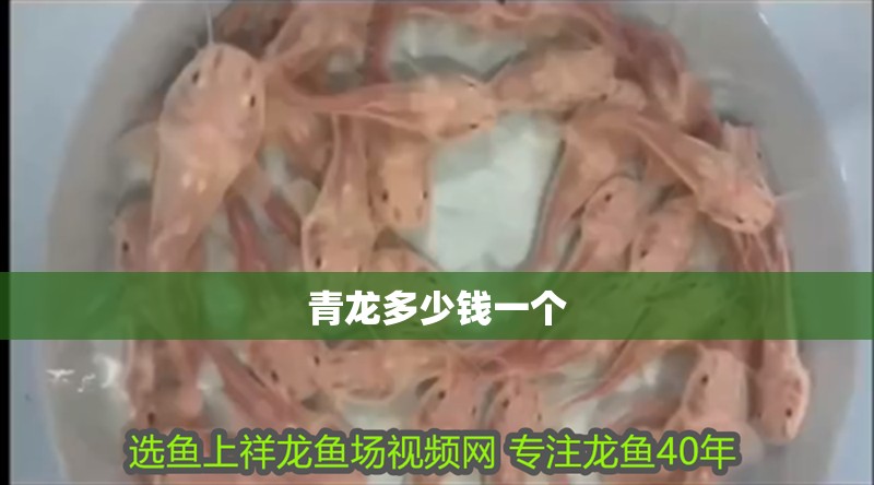 青龍多少錢一個