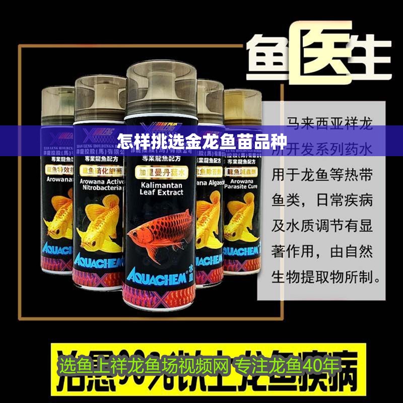 怎樣挑選金龍魚苗品種