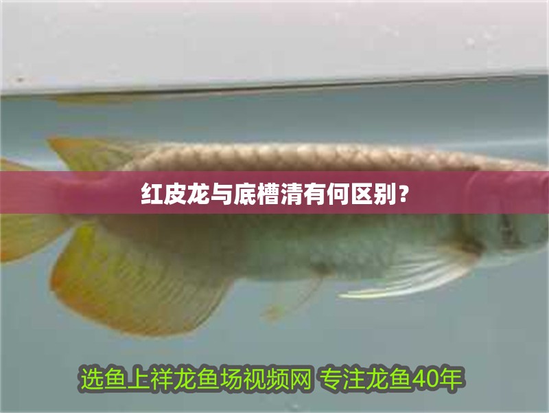 紅皮龍與底槽清有何區(qū)別？