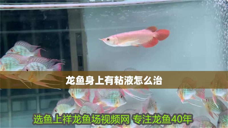 龍魚身上有粘液怎么治