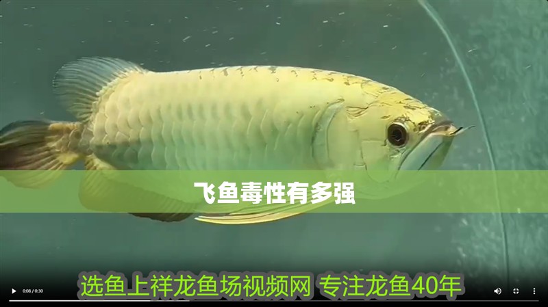飛魚毒性有多強