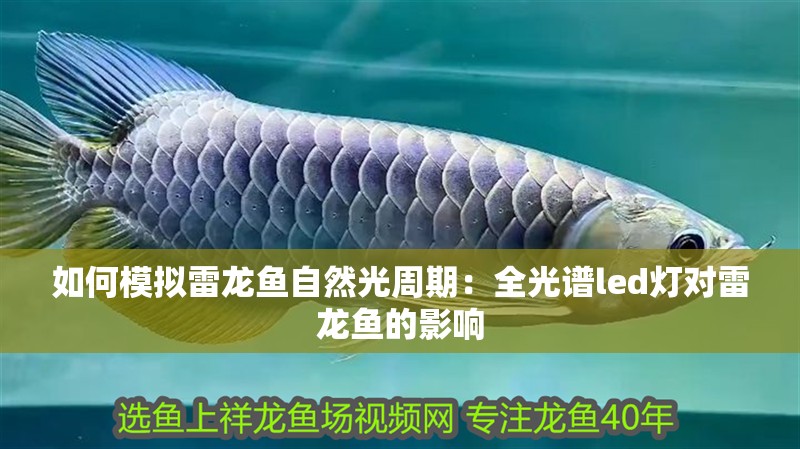 如何模擬雷龍魚自然光周期：全光譜led燈對(duì)雷龍魚的影響 如何模擬雷龍魚自然光周期：全光譜led燈對(duì)雷龍魚的影響 龍魚百科