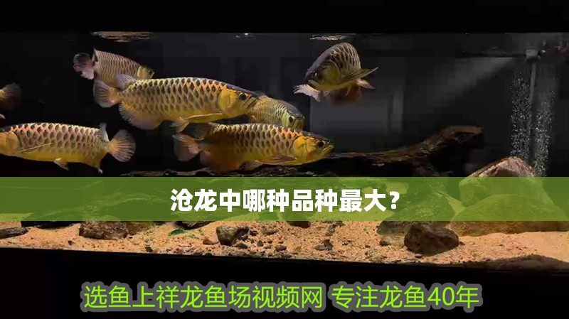 滄龍中哪種品種最大？