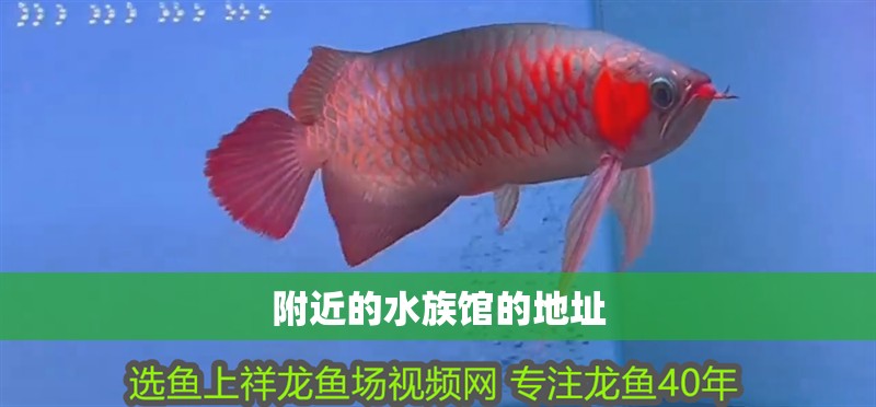 鸚鵡魚和銀龍魚混養怎樣喂食 附近的水族館的地址 龍魚論壇 附近的水族館的地址 附近的水族館的地址 龍魚論壇