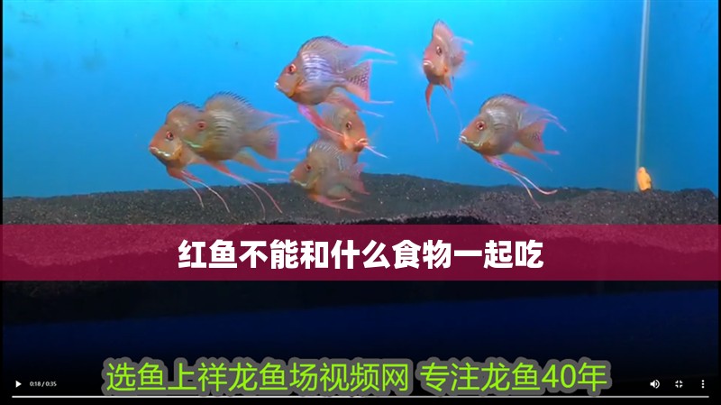 紅魚(yú)不能和什么食物一起吃