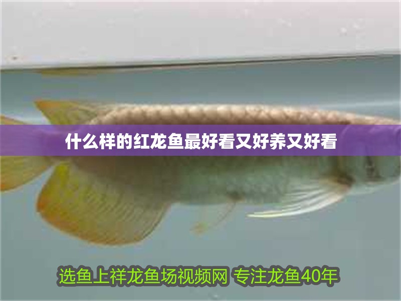 什么樣的紅龍魚(yú)最好看又好養(yǎng)又好看