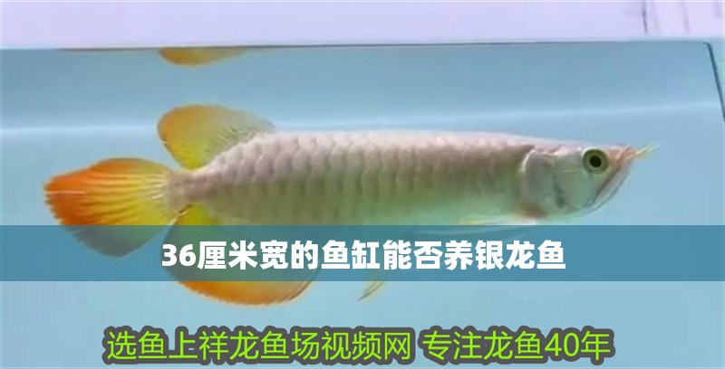 36厘米寬的魚缸能否養銀龍魚 36厘米寬的魚缸能否養銀龍魚 龍魚百科