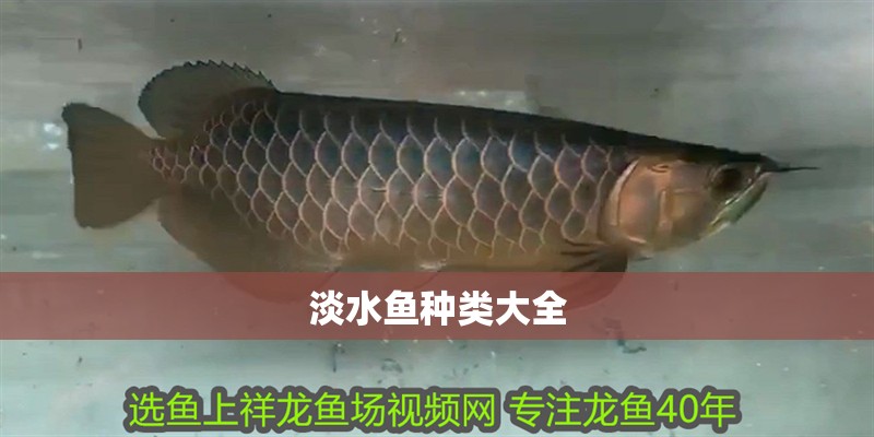 淡水魚種類大全