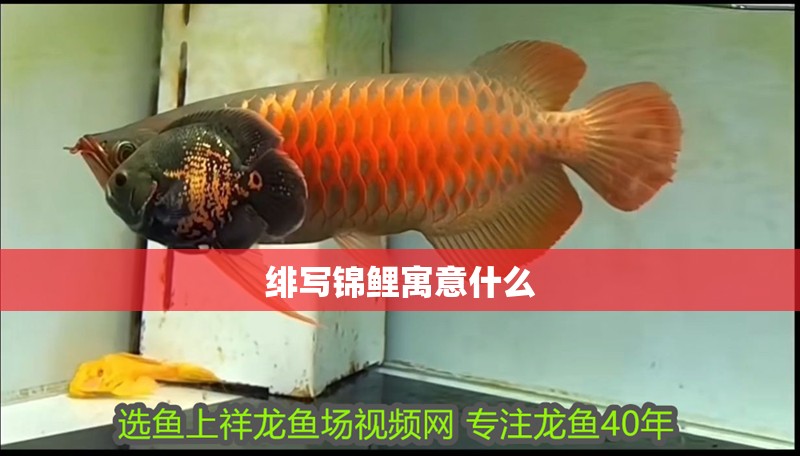 緋寫錦鯉寓意什么 緋寫錦鯉寓意什么 龍魚論壇