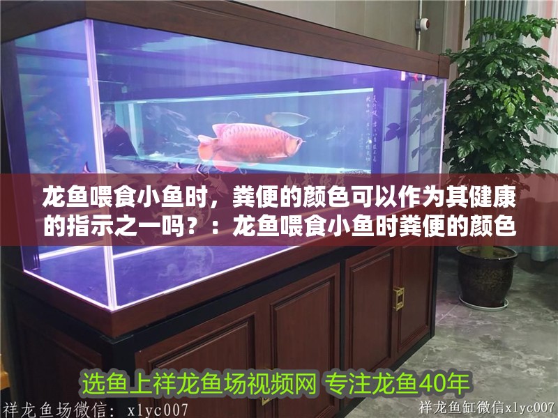 龍魚喂食小魚時(shí)，糞便的顏色可以作為其健康的指示之一嗎？：龍魚喂食小魚時(shí)糞便的顏色可以作為其健康的指示之一